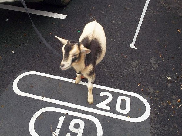 2023 09 30 Hop Scotch Goat