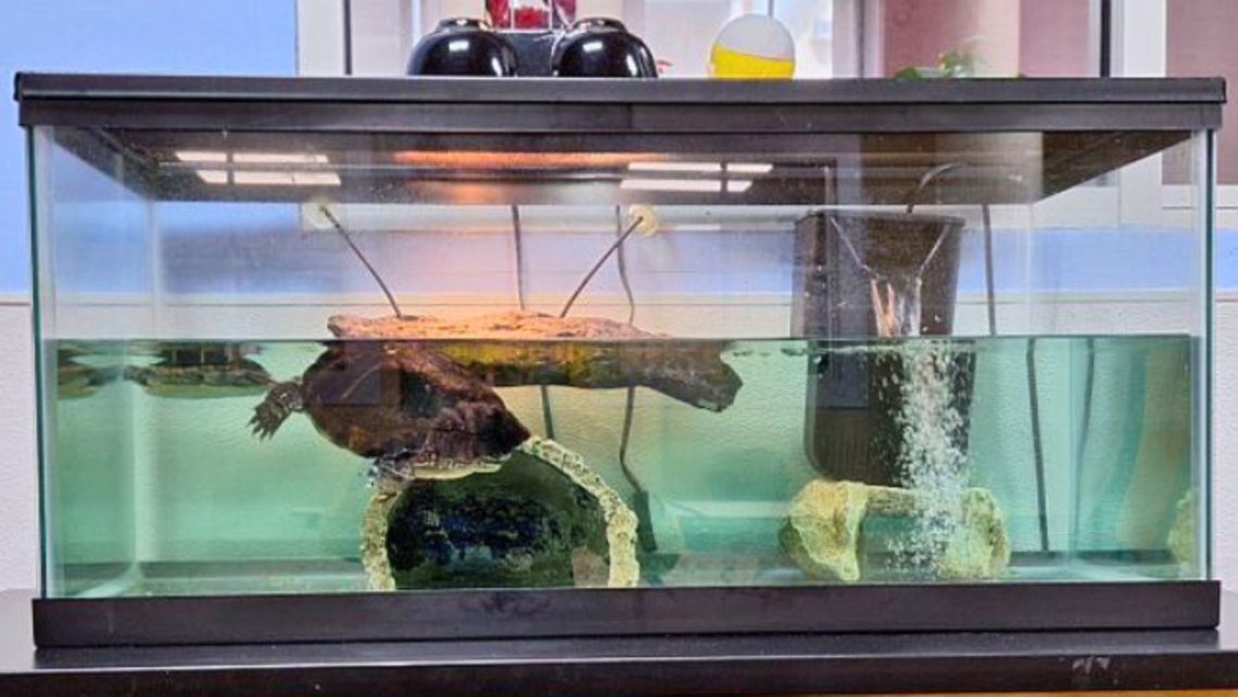 Two of the four turtles currently at the Salesian Boys and Girls Club | Photo by Br. Bob Metell, SDB East Boston: Turtles and the SEL Center