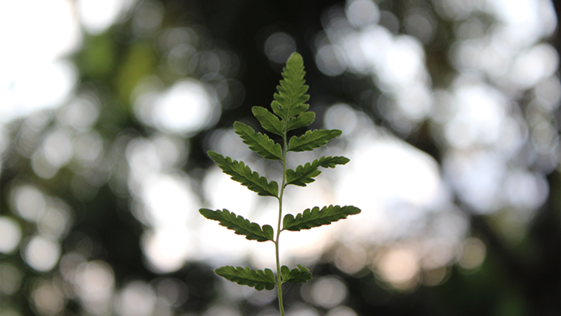 Photo by Safan Vs on Unsplash SUE Province Strategic Plan Goal #4
